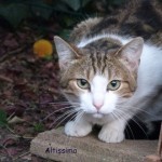 altissima_01
