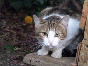 altissima_01