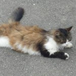 babouche2_01