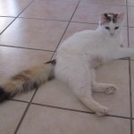 duquesa_01