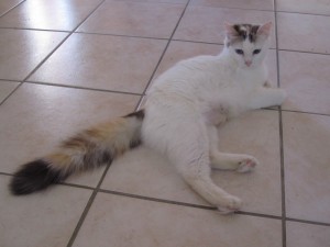 duquesa_01
