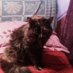 eglantine_01
