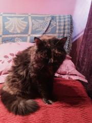 eglantine_01