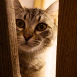 florette_05