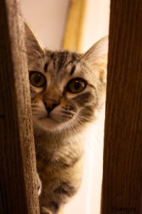 florette_05